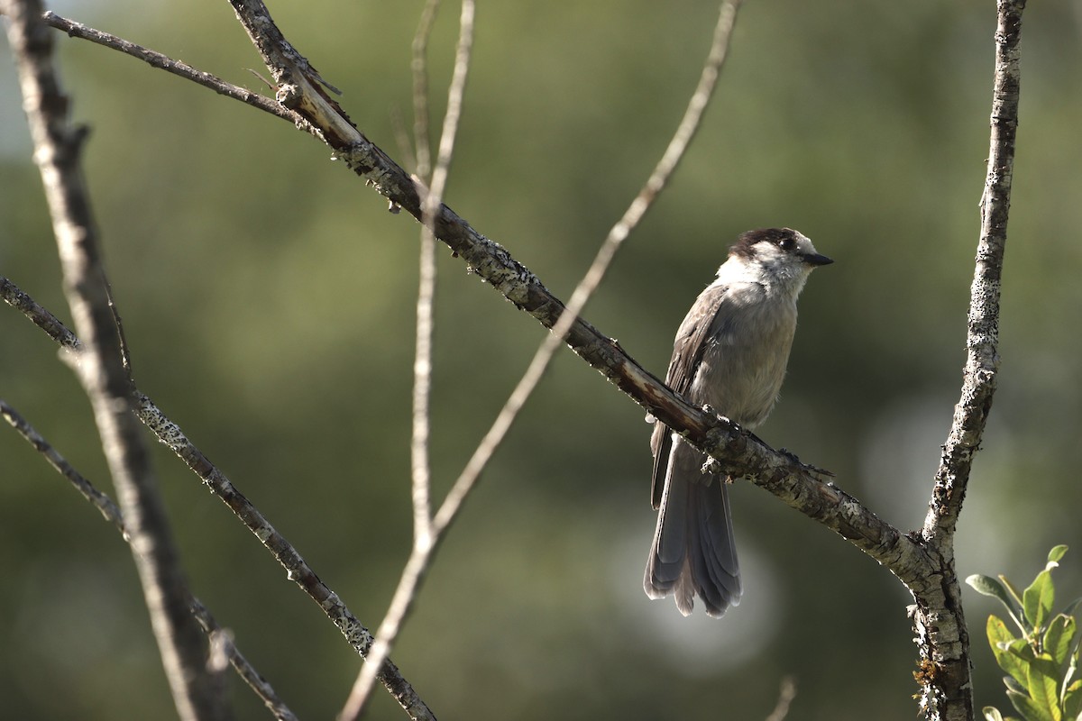 Canada Jay - ML640070394