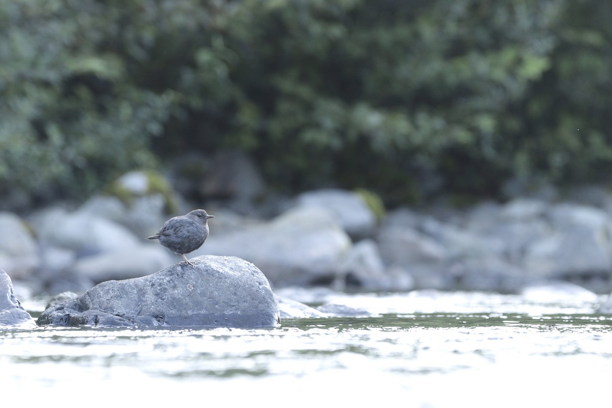 American Dipper - ML640070397