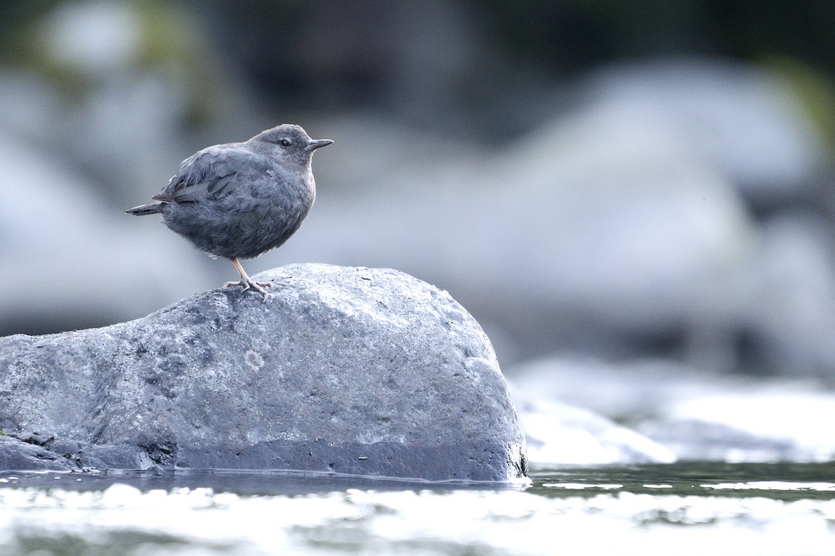 American Dipper - ML640070398
