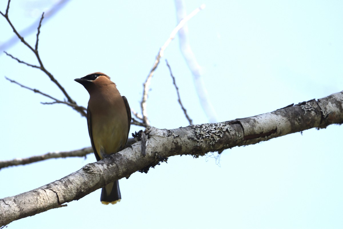 Cedar Waxwing - ML640070401