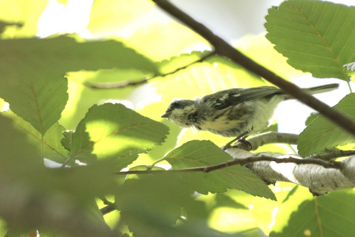 Black-throated Gray Warbler - ML640070410