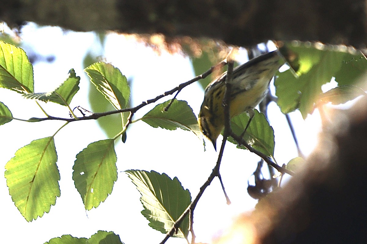 Townsend's Warbler - ML640070412
