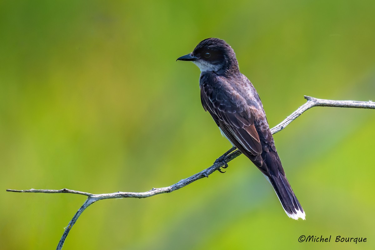 Eastern Kingbird - ML640070434