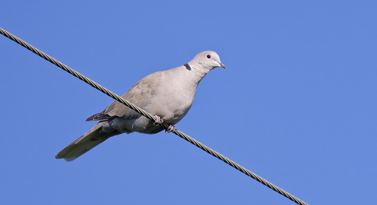 Eurasian Collared-Dove - ML640070437