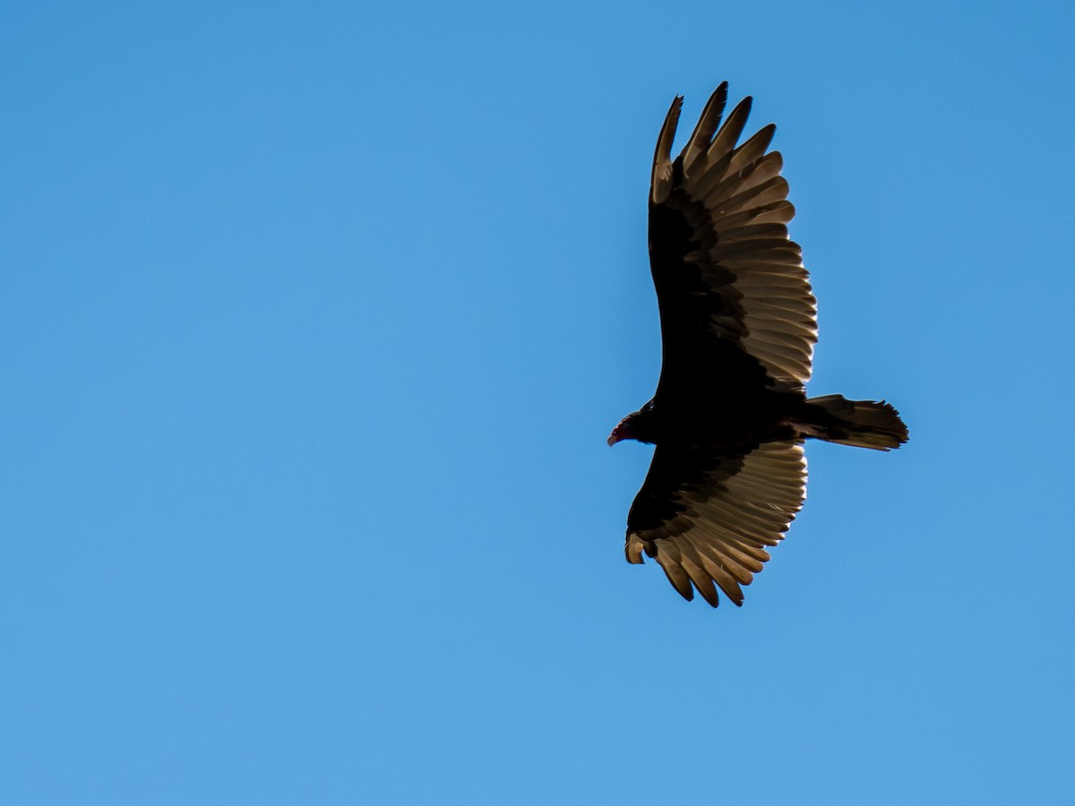 Turkey Vulture - ML640070503