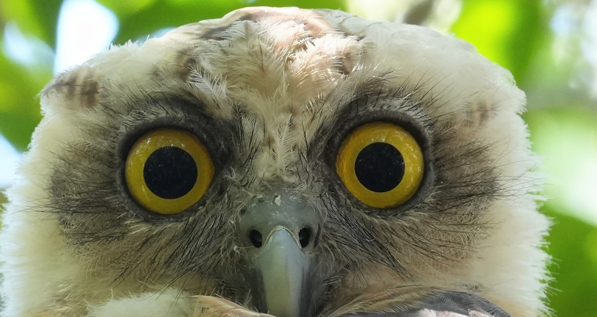 Rufous Owl - ML640070526