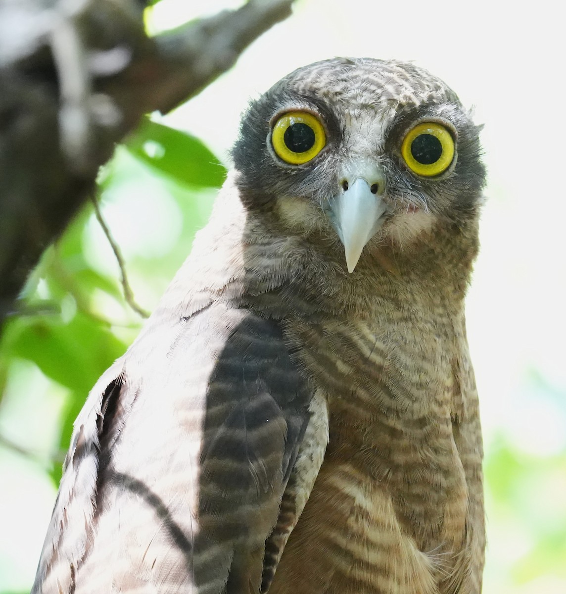 Rufous Owl - ML640070528