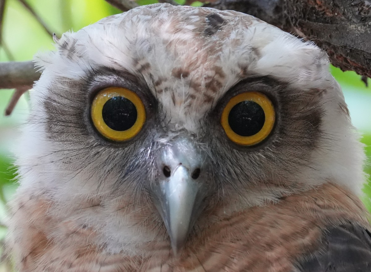 Rufous Owl - ML640070529