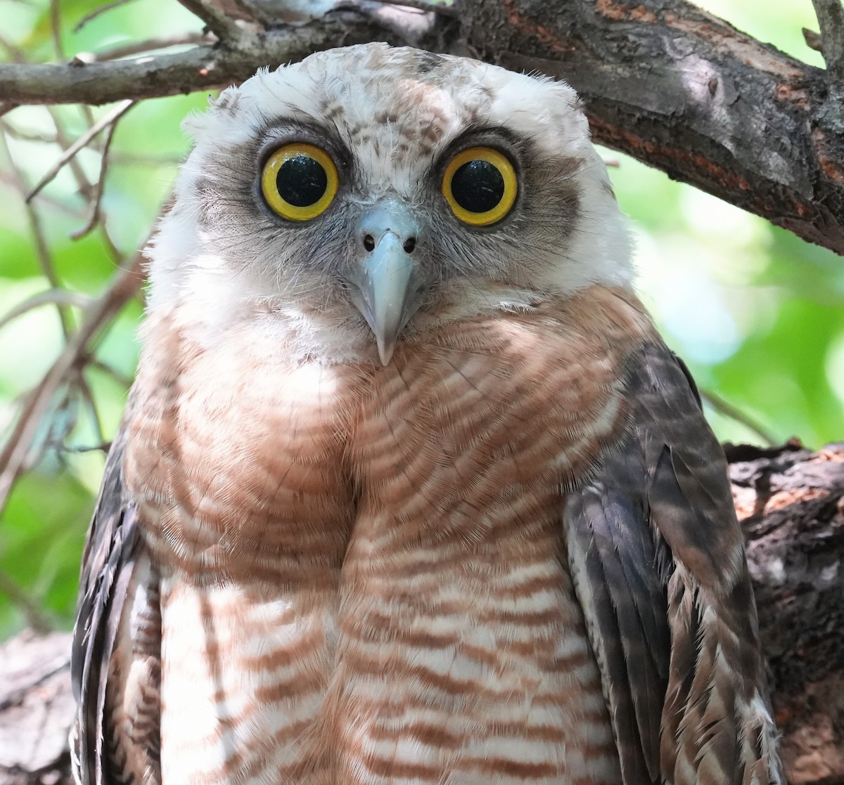 Rufous Owl - ML640070530