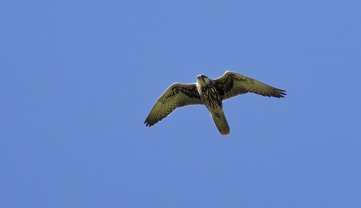 Saker Falcon - ML640070716