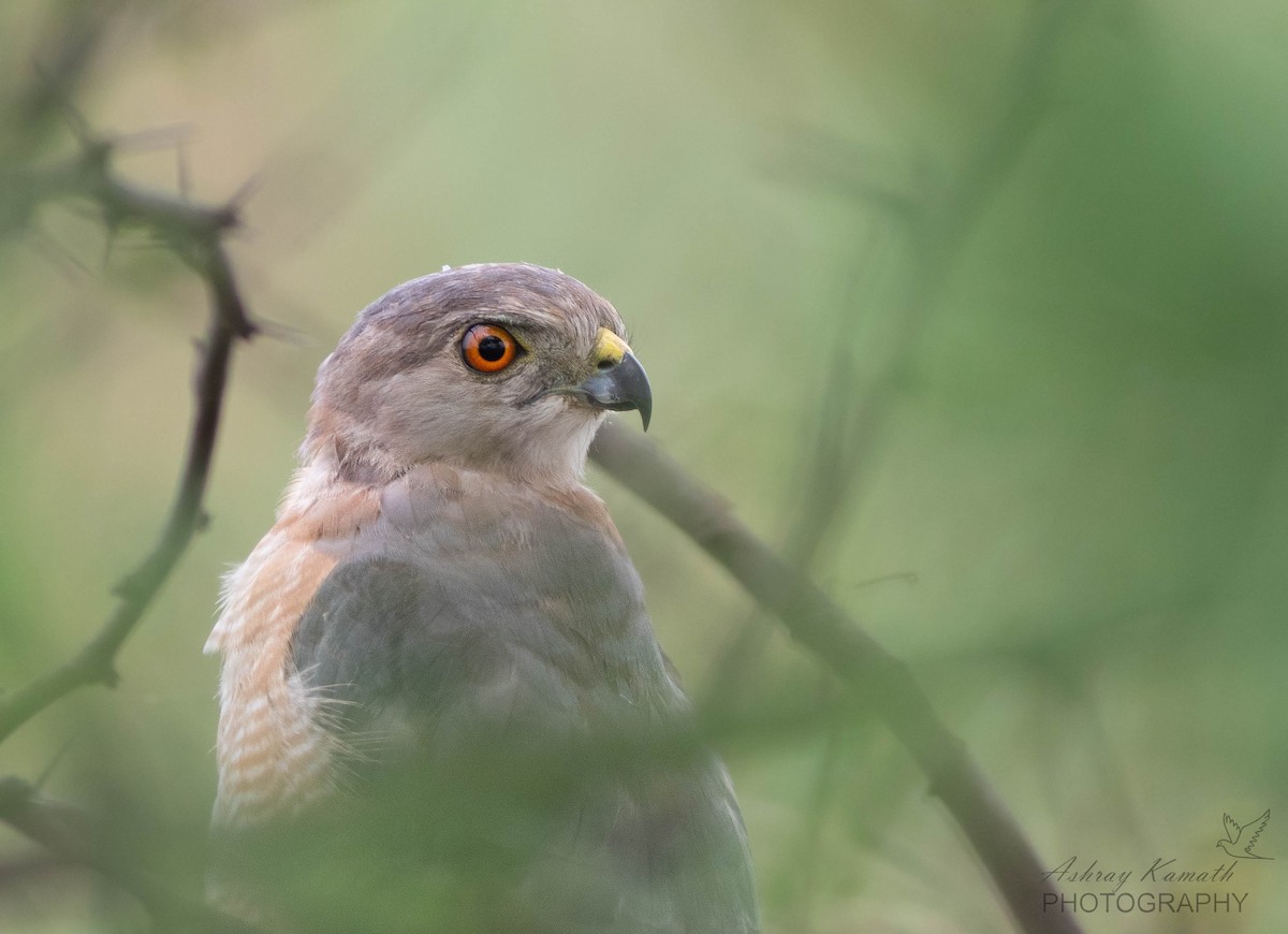 Shikra - ML640070900