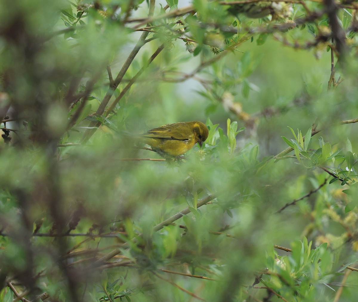 Tibetan Serin - ML640070930