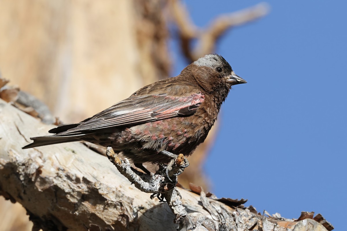 Gray-crowned Rosy-Finch - ML640070932
