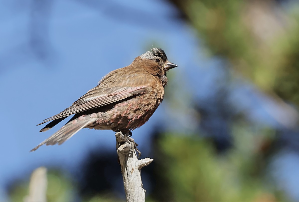 Gray-crowned Rosy-Finch - ML640070938