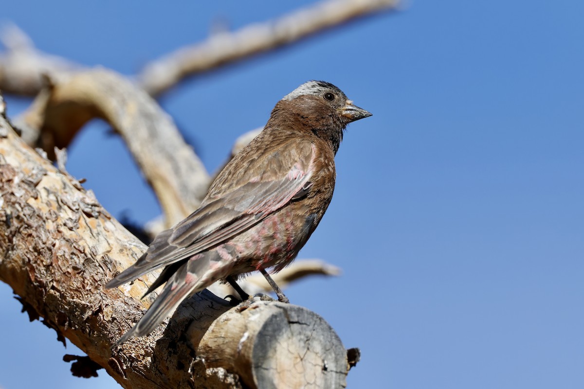 Gray-crowned Rosy-Finch - ML640070940