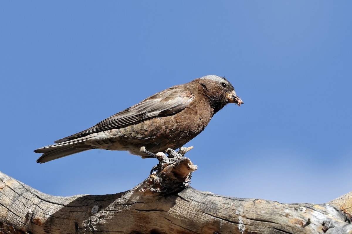 Gray-crowned Rosy-Finch - ML640070943