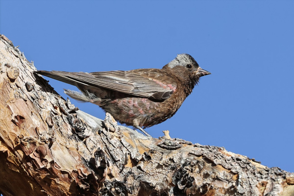 Gray-crowned Rosy-Finch - ML640070947