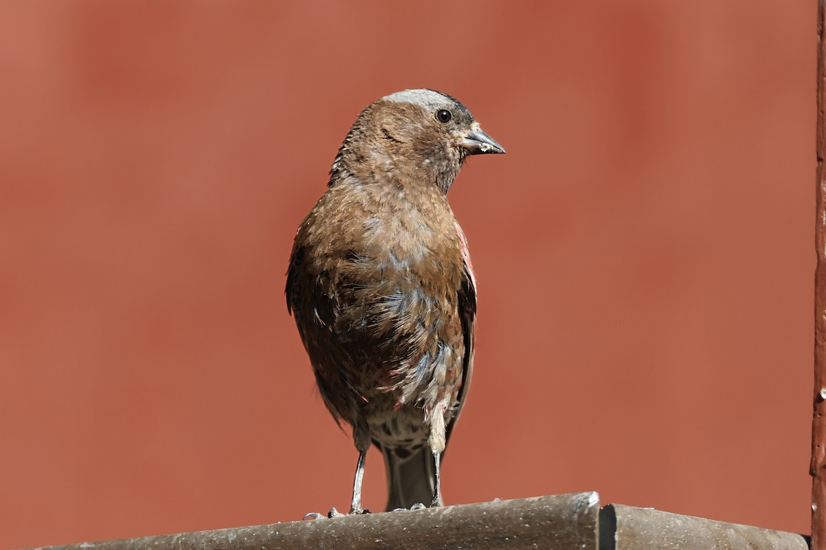 Gray-crowned Rosy-Finch - ML640070951