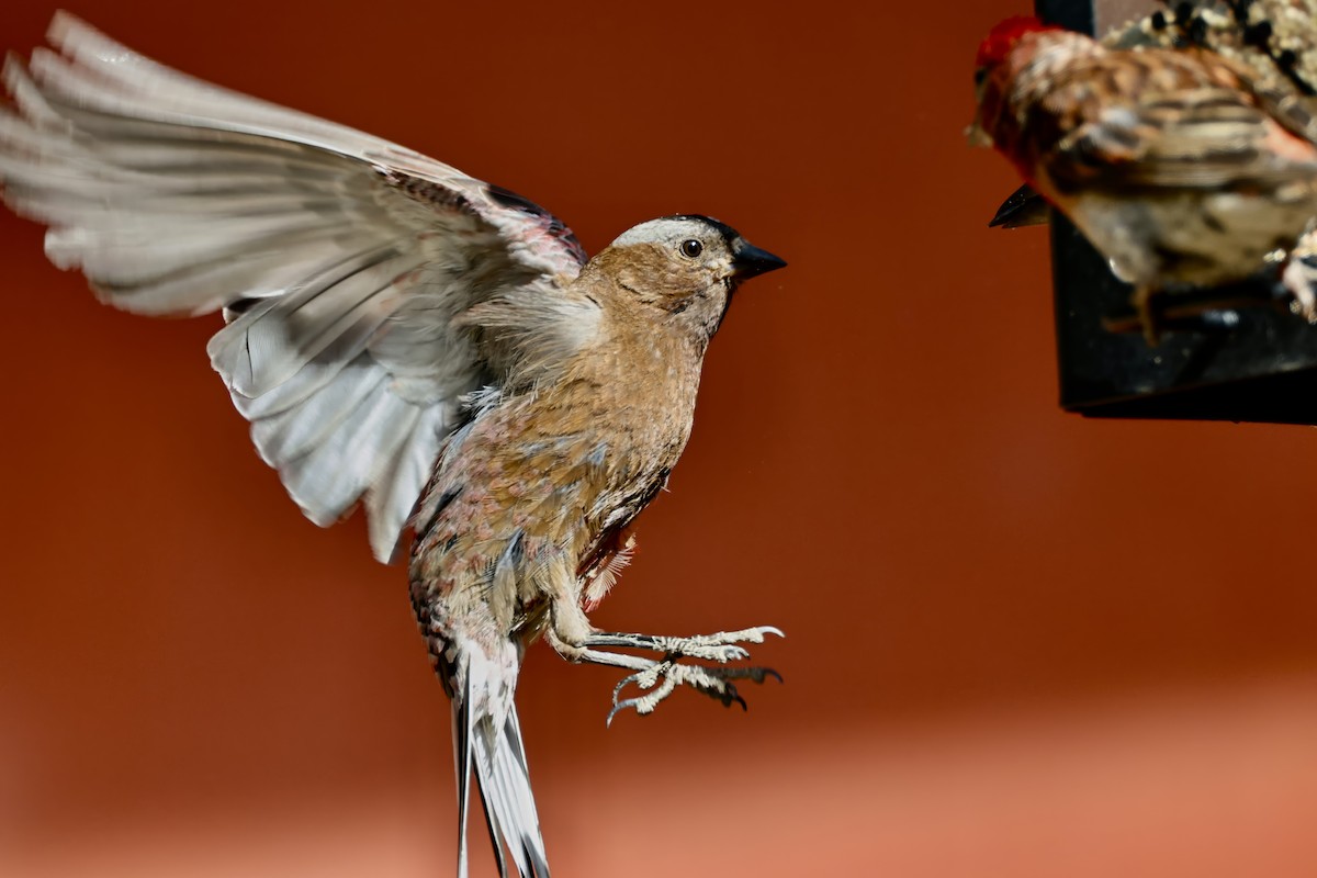 Gray-crowned Rosy-Finch - ML640070952