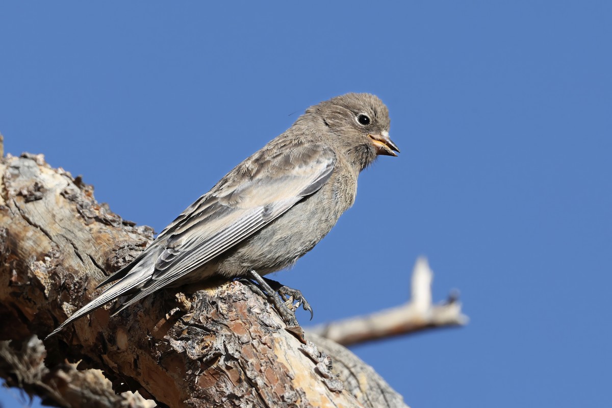 Gray-crowned Rosy-Finch - ML640070962
