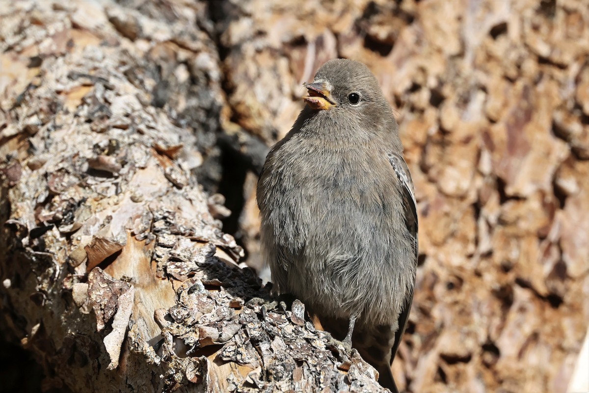 Gray-crowned Rosy-Finch - ML640070968