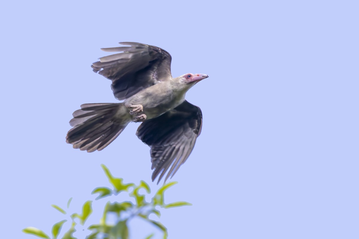 Gray Crow - ML640070976