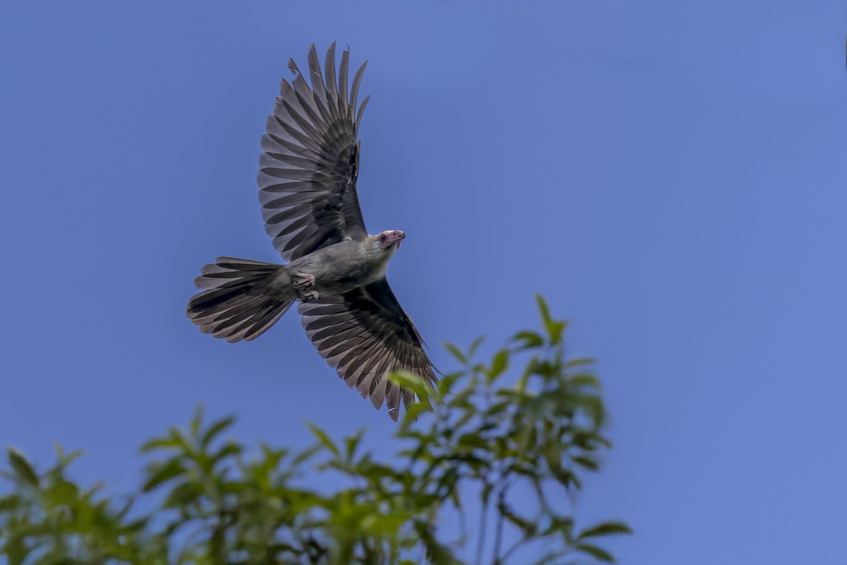 Gray Crow - ML640070977