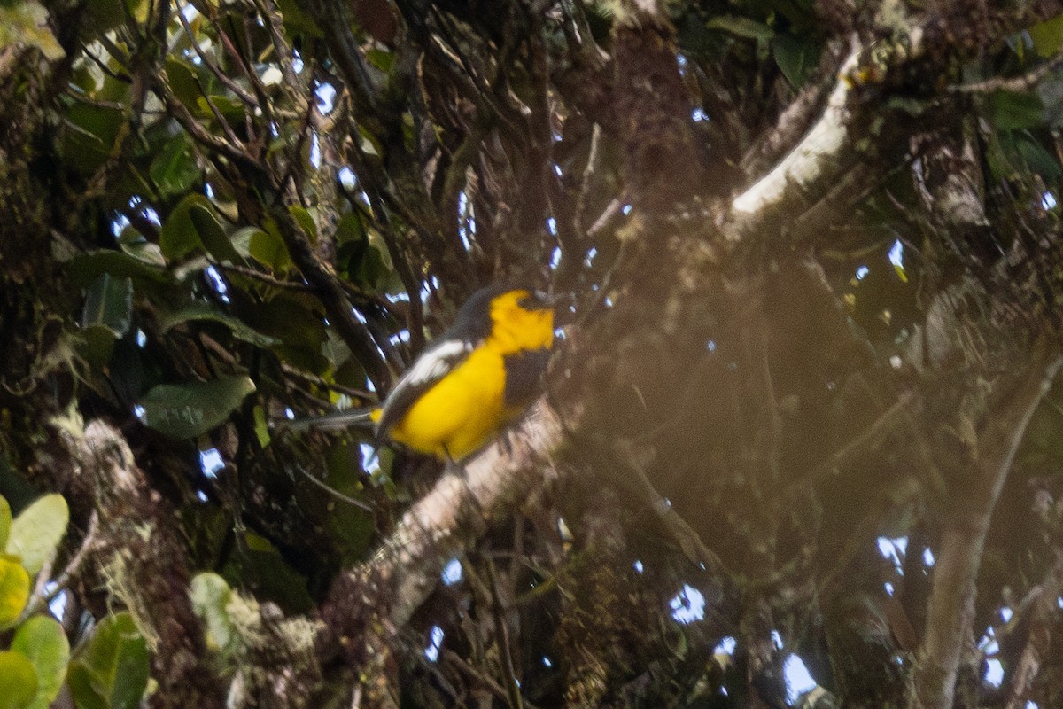 Black-breasted Boatbill - ML640071025