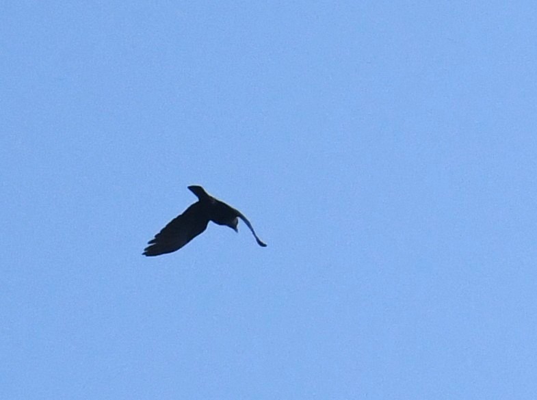 Eurasian Jackdaw - ML640071055