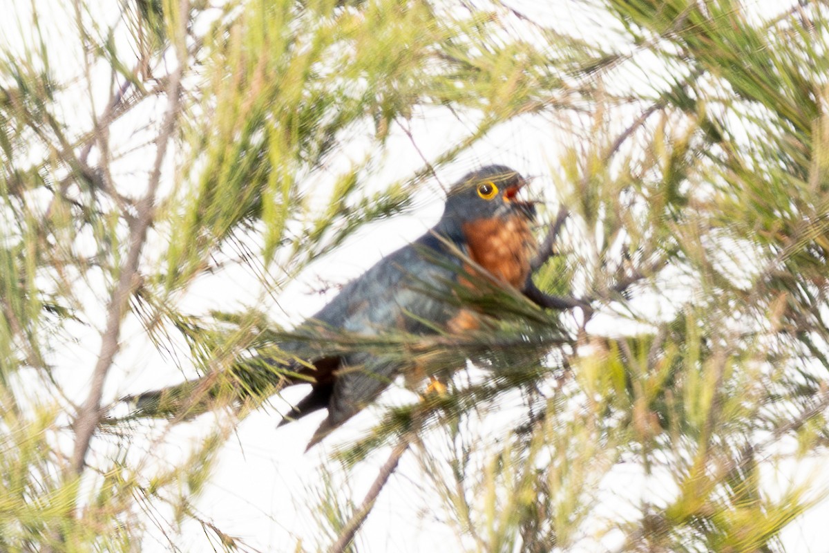 Chestnut-breasted Cuckoo - ML640071066