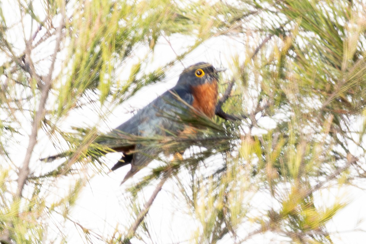 Chestnut-breasted Cuckoo - ML640071067