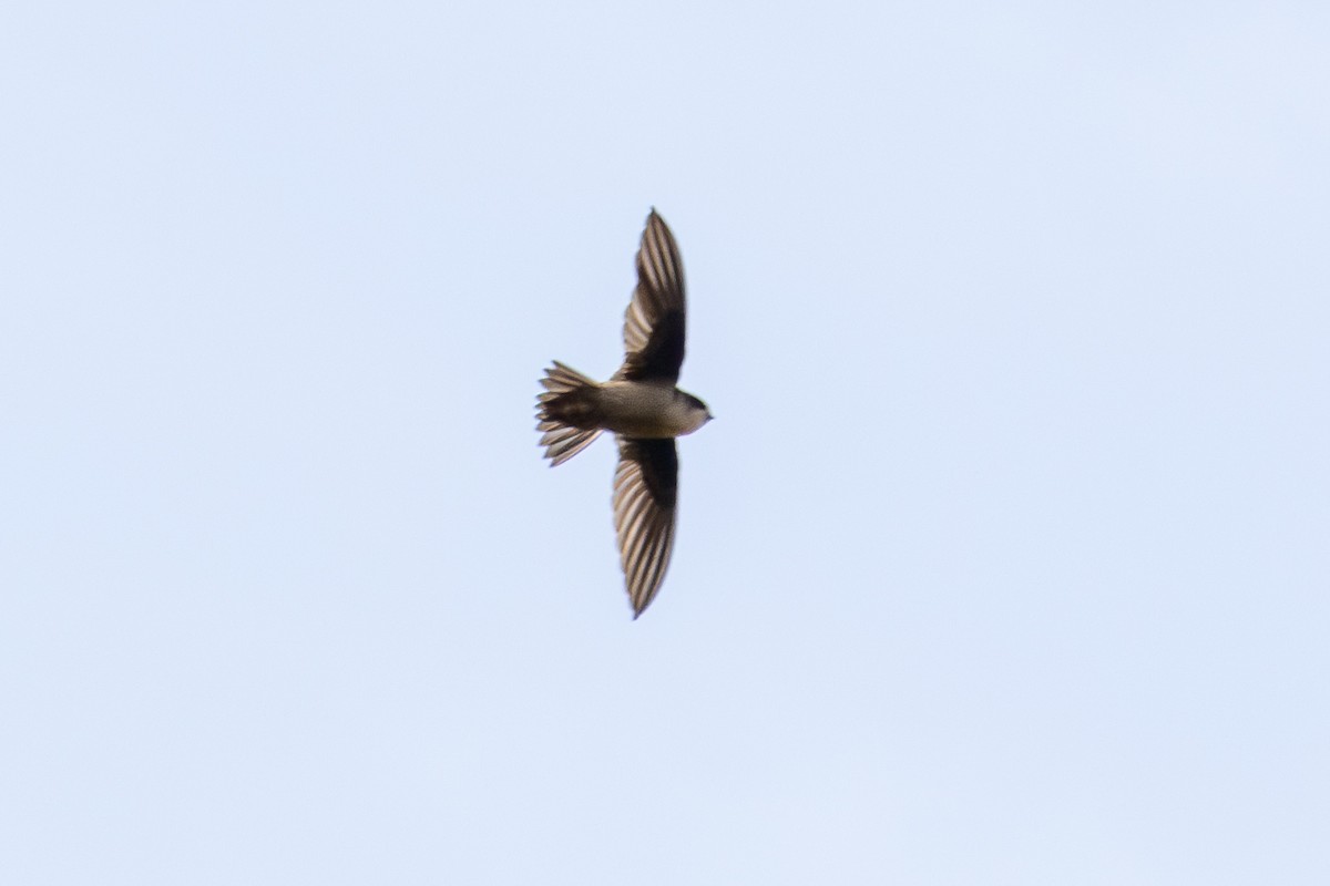 Glossy Swiftlet - ML640071071