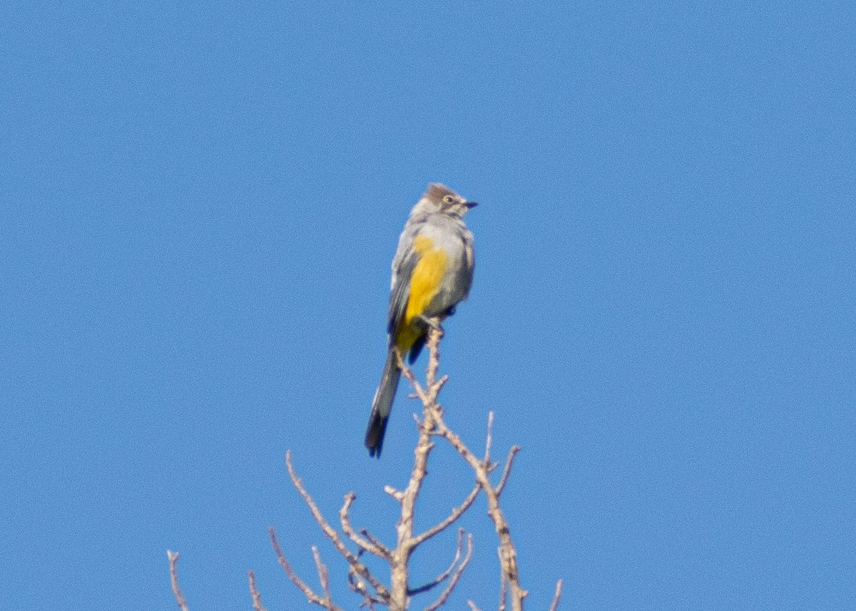 Gray Silky-flycatcher - ML640071072