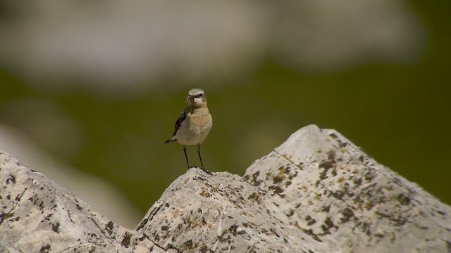 Northern Wheatear - ML640071078