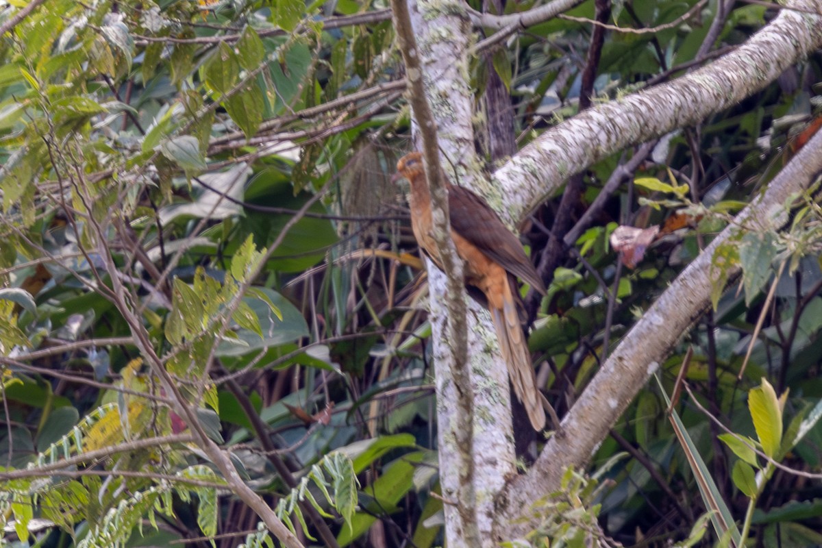 Amboyna Cuckoo-Dove - ML640071082