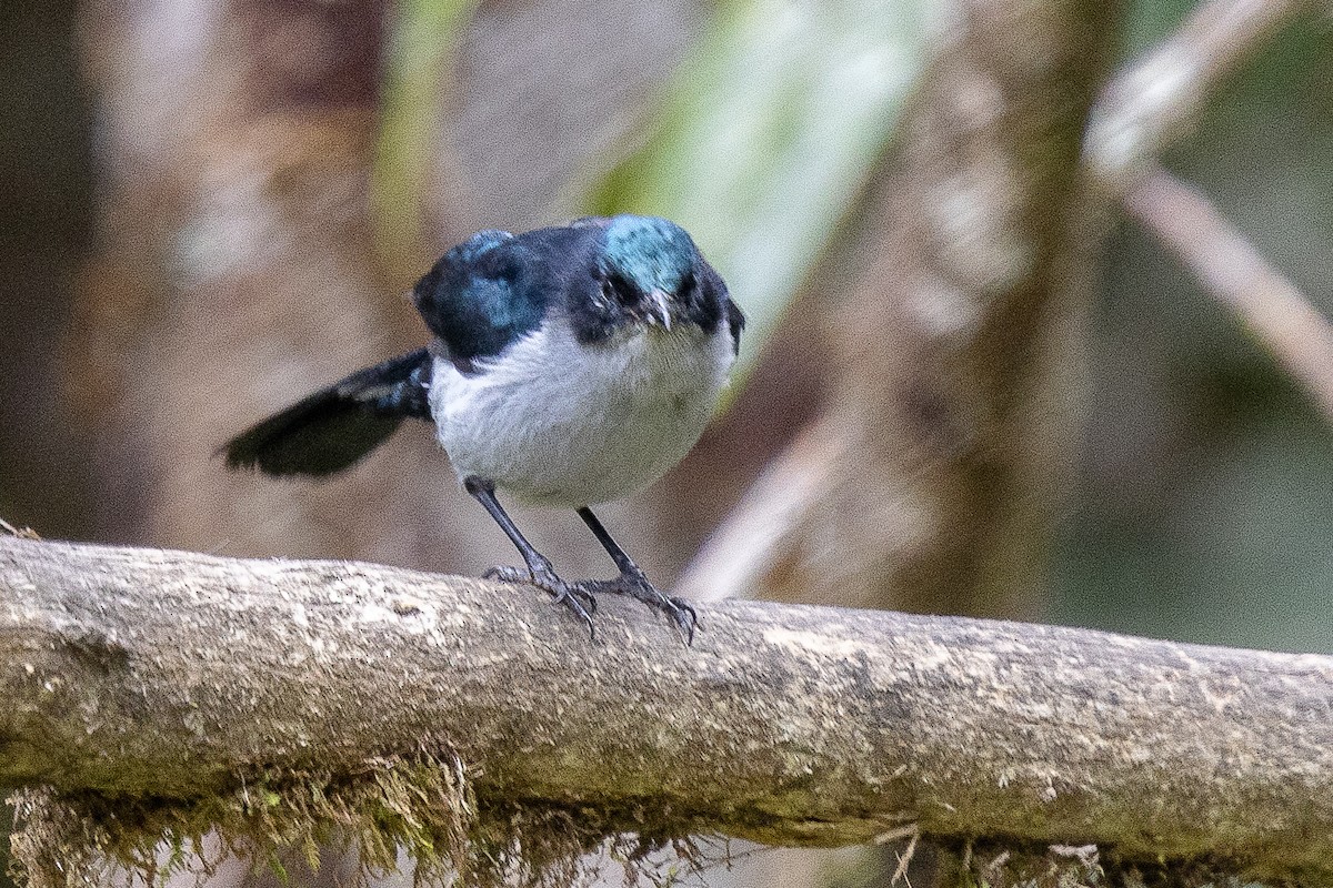 Fan-tailed Berrypecker - ML640071165