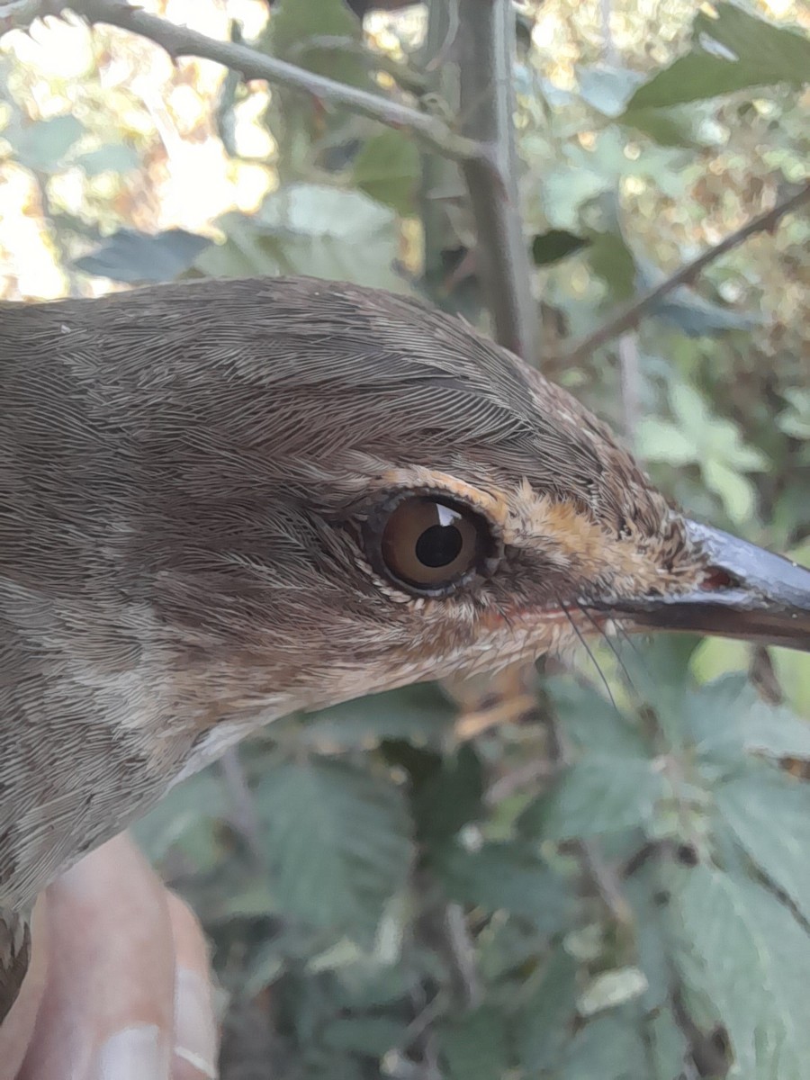 Great Reed Warbler - ML640071204