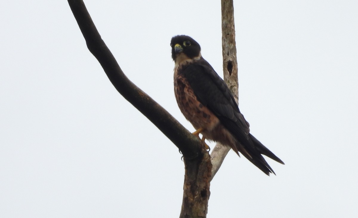 Oriental Hobby - ML640071209