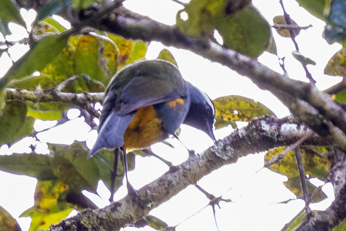 Eastern Crested Berrypecker - ML640071218