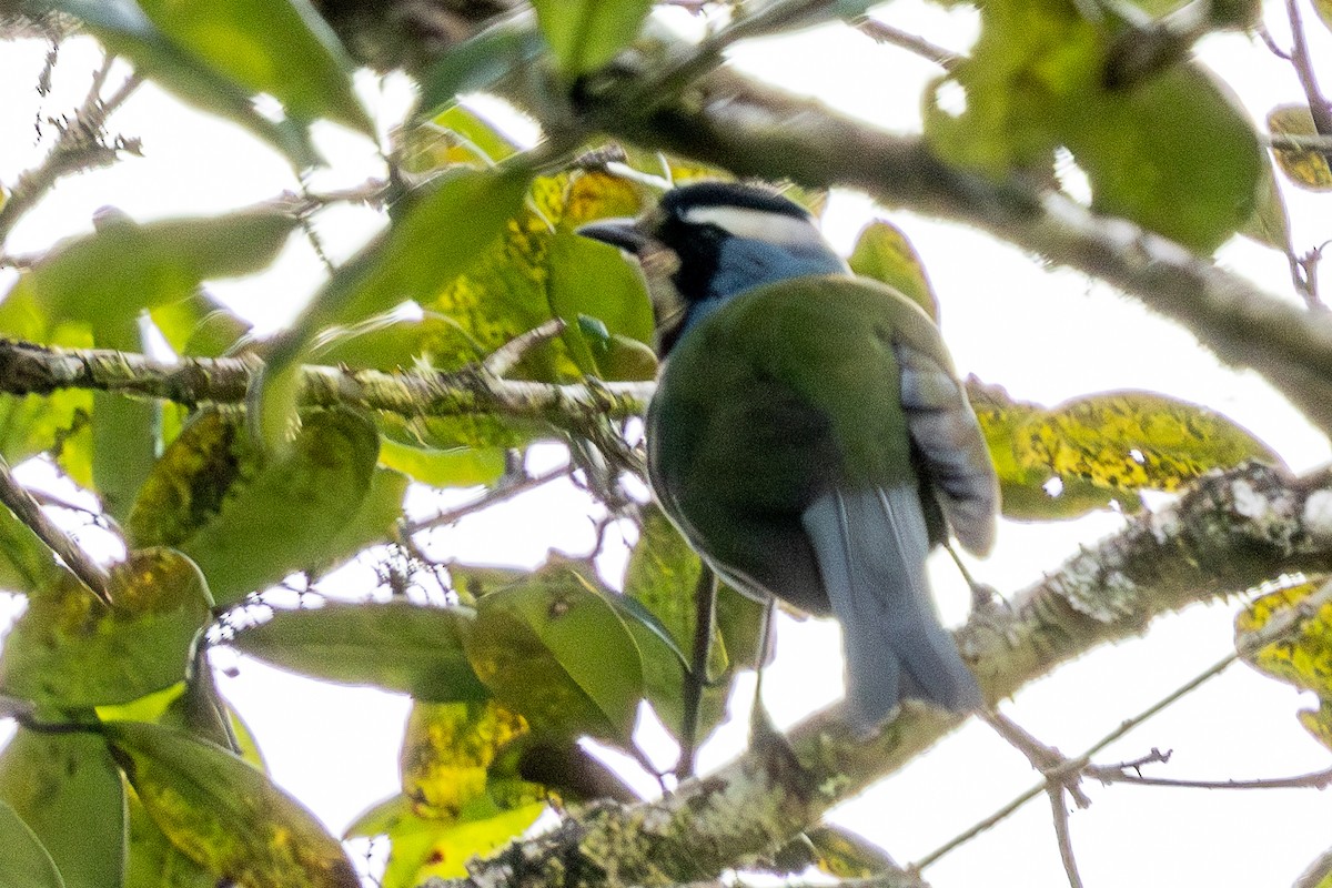 Eastern Crested Berrypecker - ML640071219