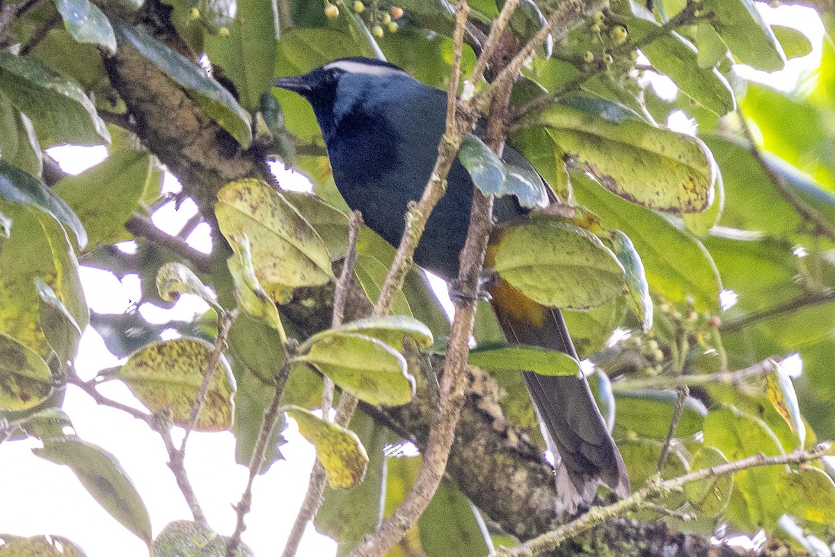 Eastern Crested Berrypecker - ML640071221