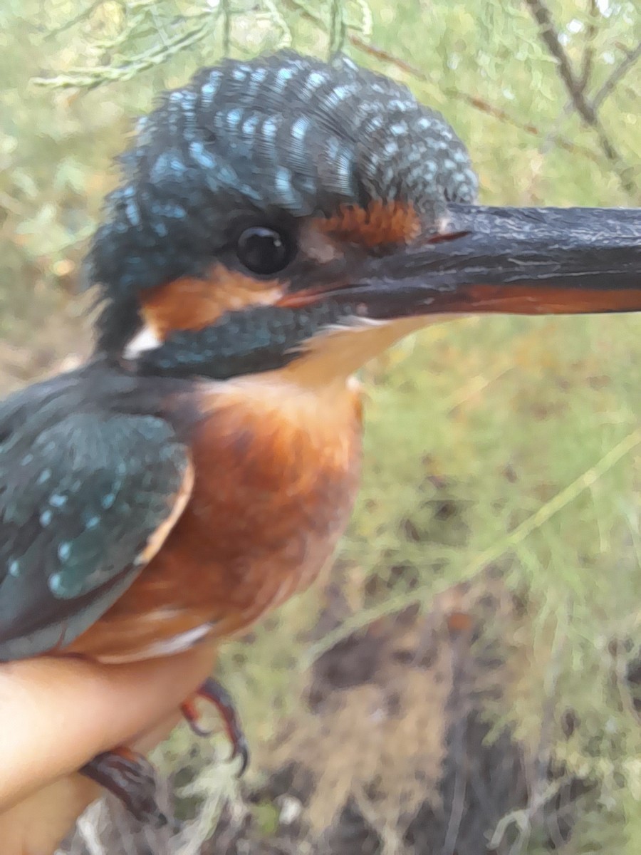 Common Kingfisher - ML640071222