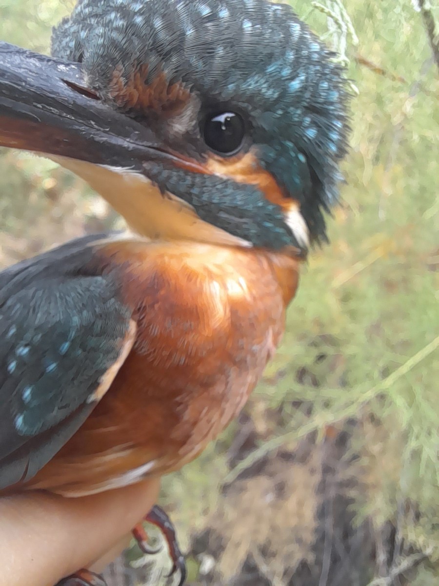 Common Kingfisher - ML640071223