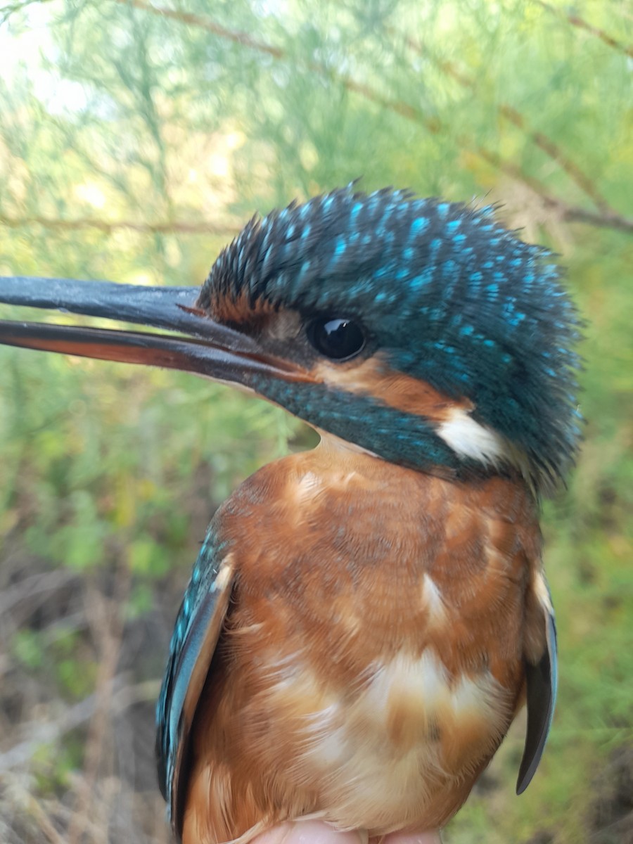Common Kingfisher - ML640071224