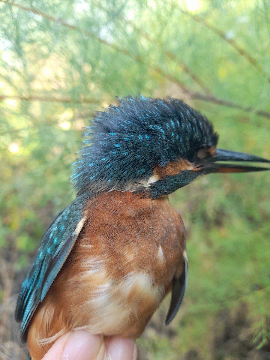 Common Kingfisher - ML640071225