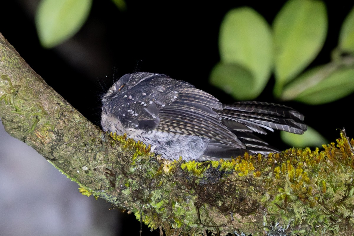 Mountain Owlet-nightjar - ML640071256