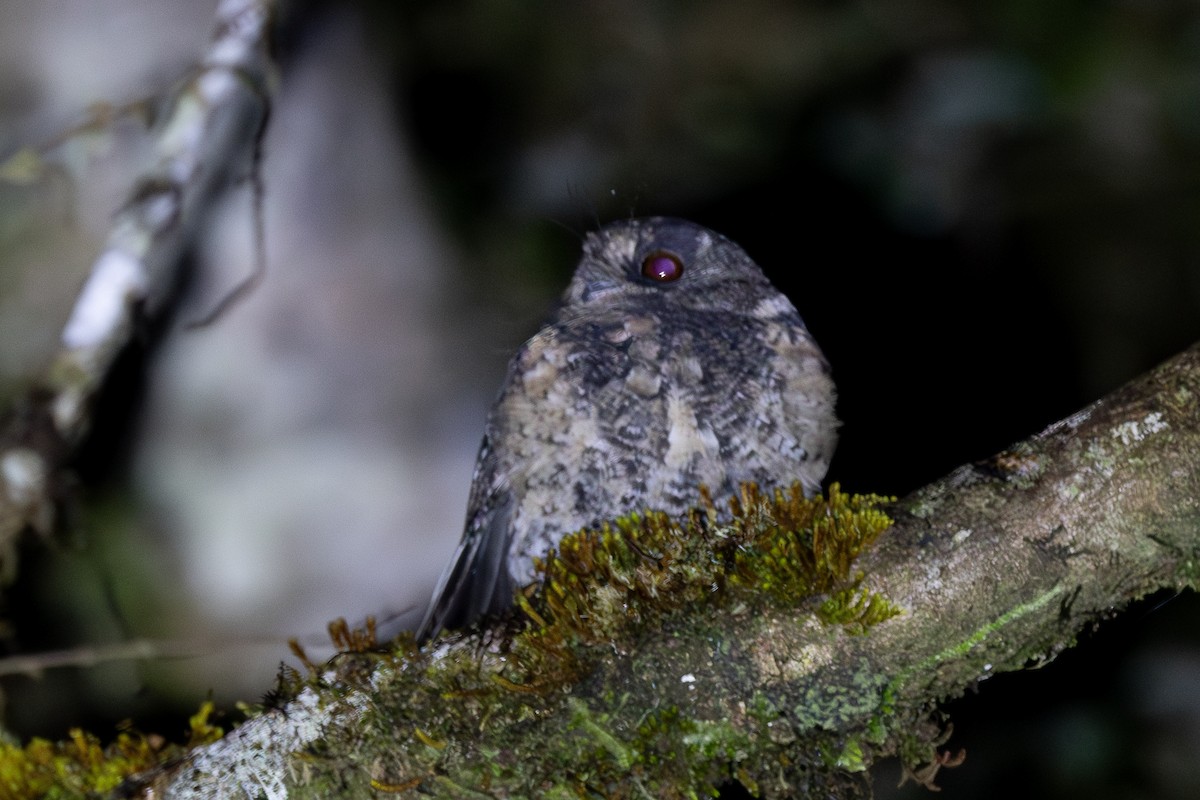 Mountain Owlet-nightjar - ML640071257