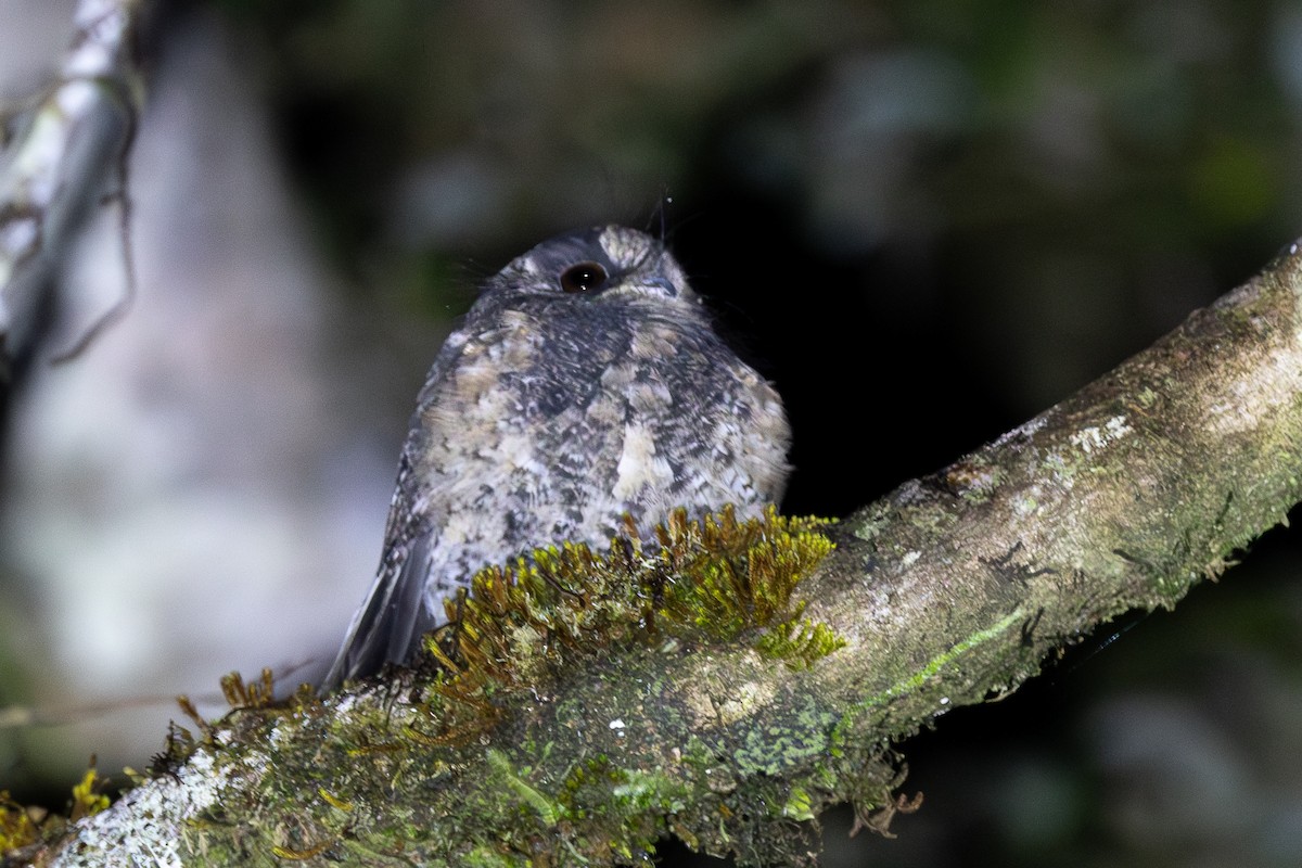 Mountain Owlet-nightjar - ML640071258