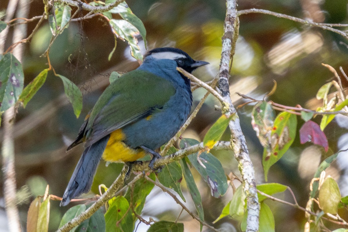 Eastern Crested Berrypecker - ML640071332
