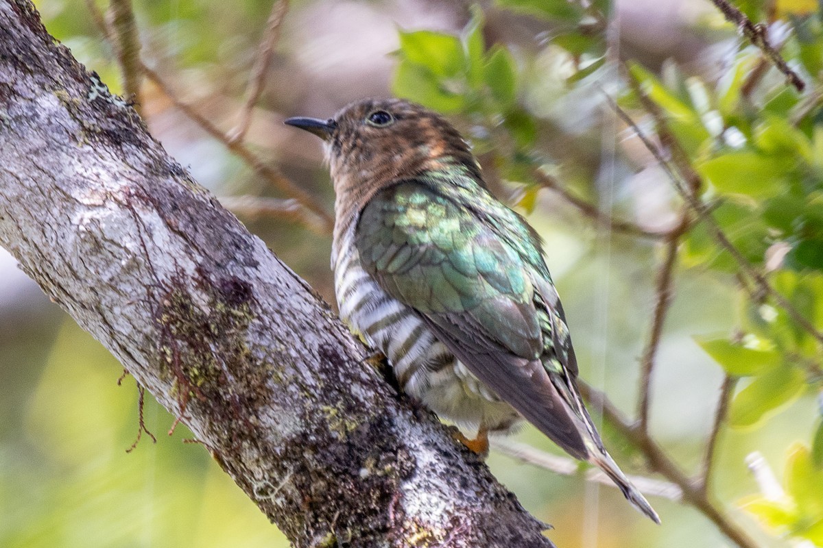 Rufous-throated Bronze-Cuckoo - ML640071340
